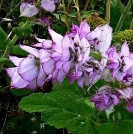 Clary_Sage_2