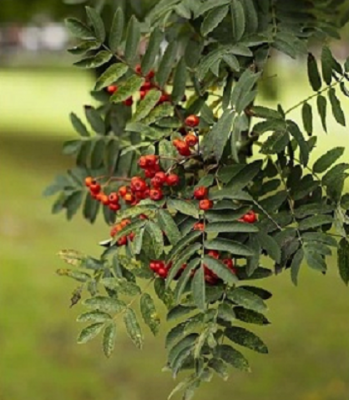 Amyris Essential Oil