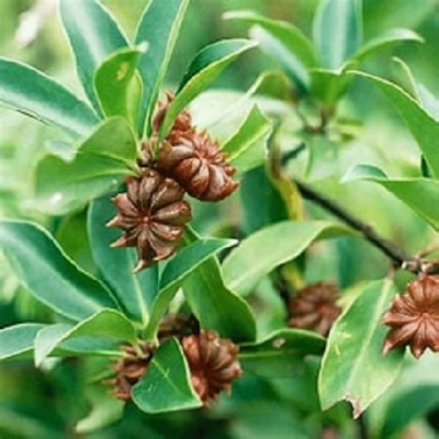 Star Anise Essential Oil